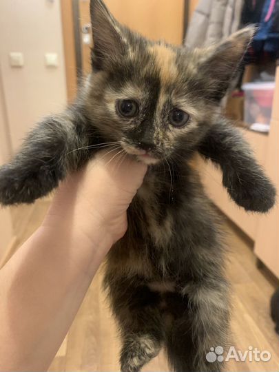 Черный и трехцветный котенок