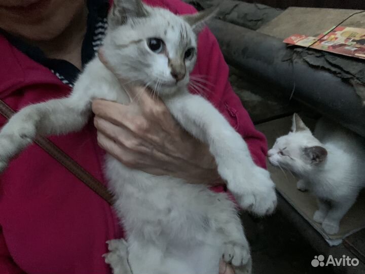 Кошка в дар