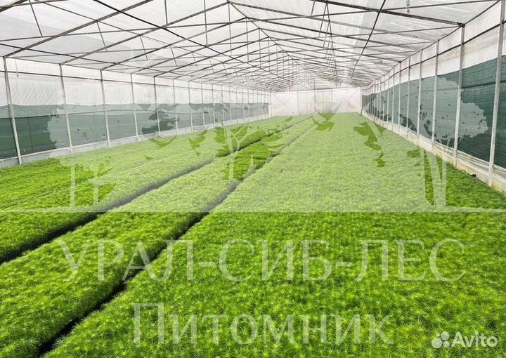 Голубая ель с зкс сеянцы