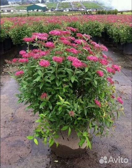 Спирея, сирень, бульденеж, калина