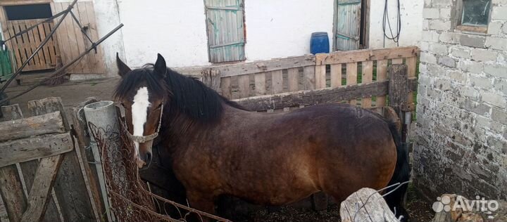 Продам лошадь