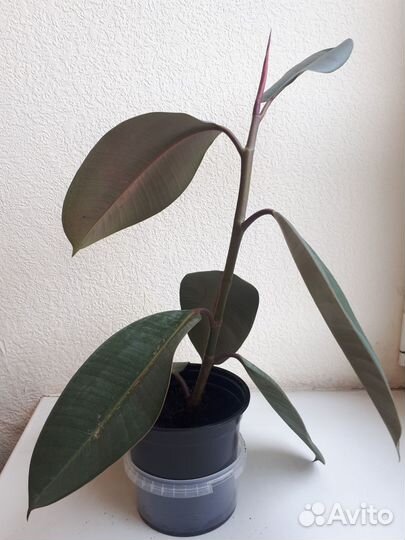 Комнатные цветы (фикус, алоэ, бегония)