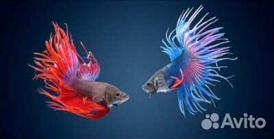 Петушок (Betta splendens)
