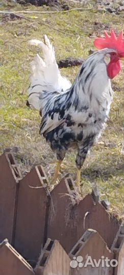 Петух леггорн далматинец 2 мес