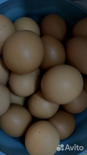Домашние куриные яйца