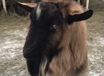 Рэмбо, красавчик козел на племя