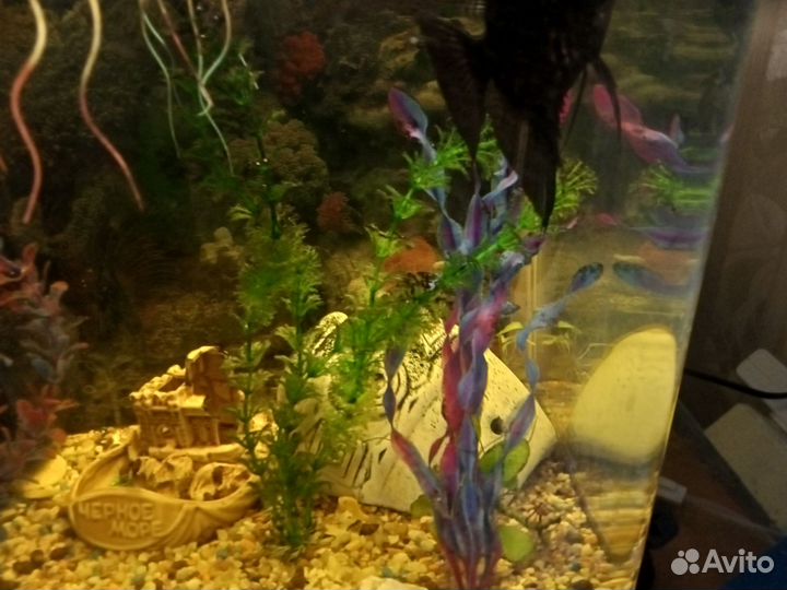 Аквариум