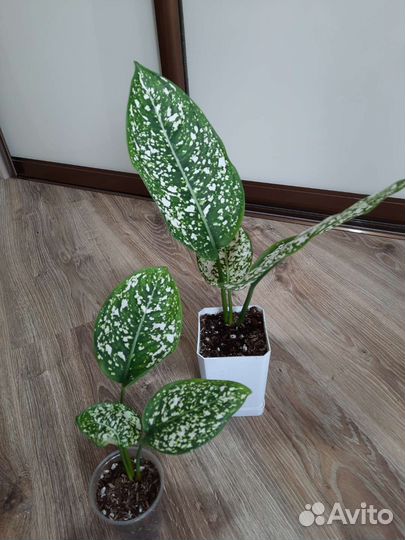 Аглаонема World of Heritage