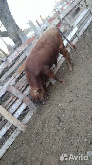 Бычки по 10мес обычная порода откормочные 145тыс