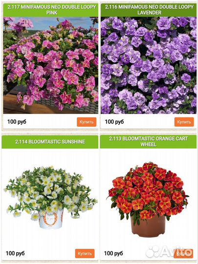 Черенки калибрахоа в наличии