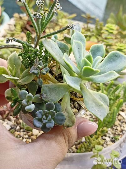 Садики из суккулентов