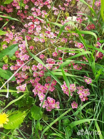 Цветы для сада