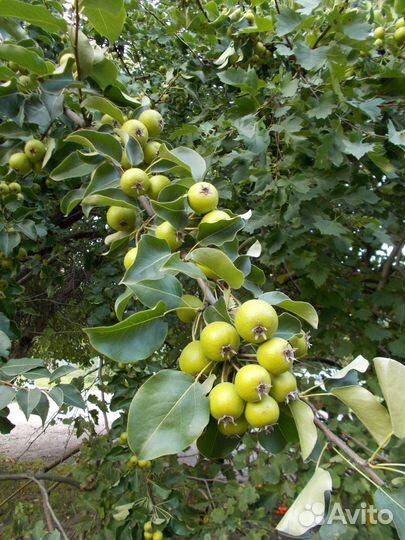 Nikon Coolpix L31 цифровой фотоаппарат