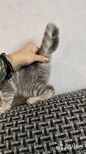 Британская кошка бесплатно