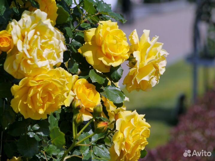 Саженцы Розы корнесобственные до 25см зкс доставка