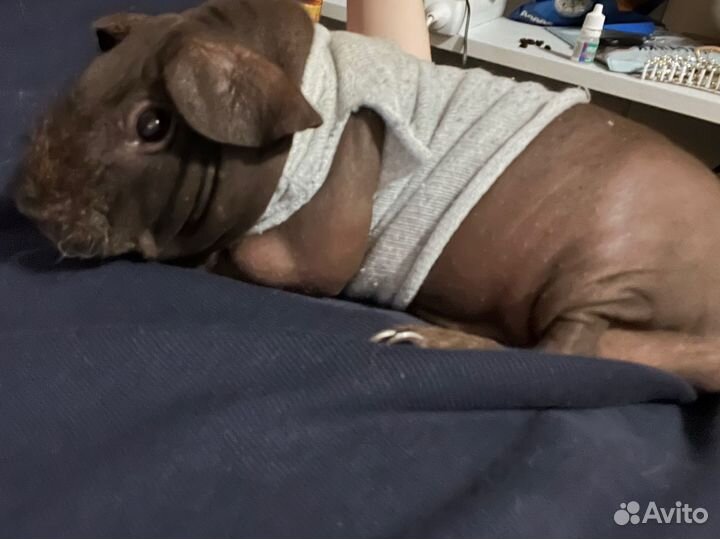 Морские свинки девочки