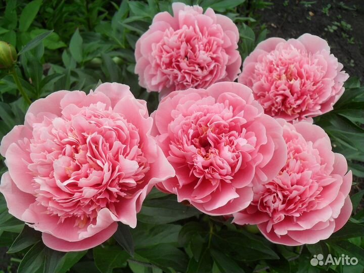 Пионы саженцы