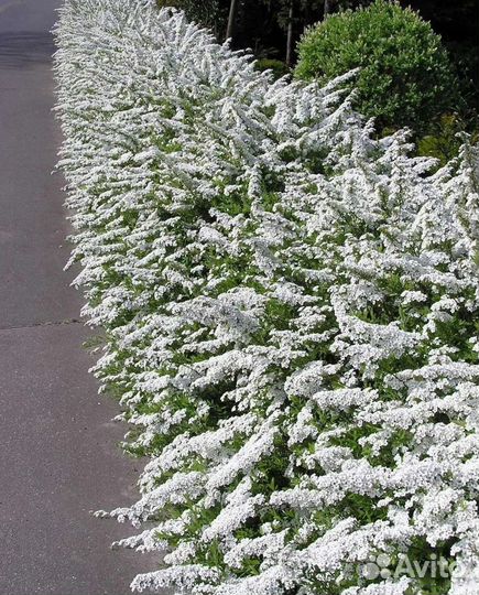 Спирея серая Грефшейм (Невеста) 60-80см