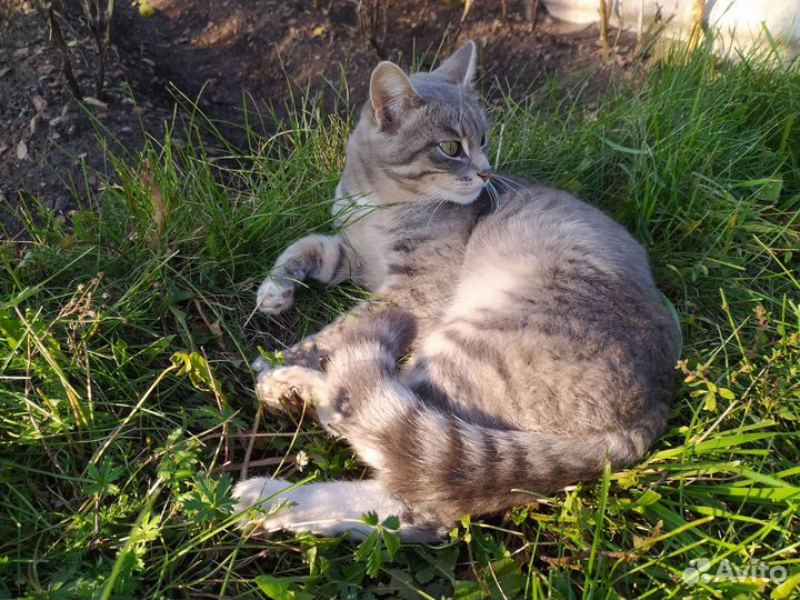 Ласковый котик