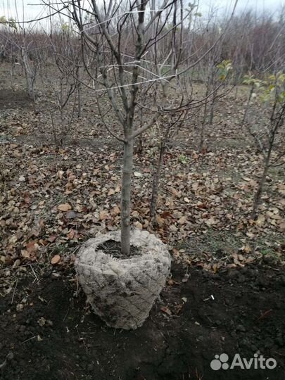 Плодовые деревья