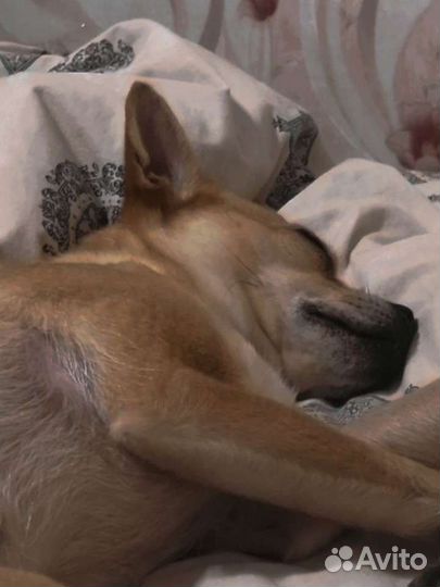 Пëсик - той-терьер