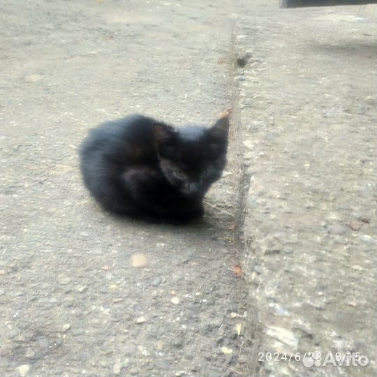 Кошка котенок черная