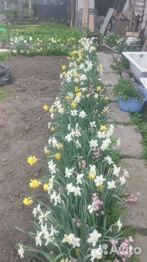 Продаю, домашние цветы