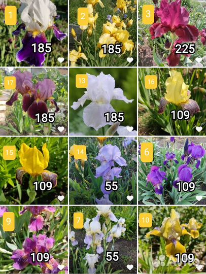 Ирисы бородатые сортовые