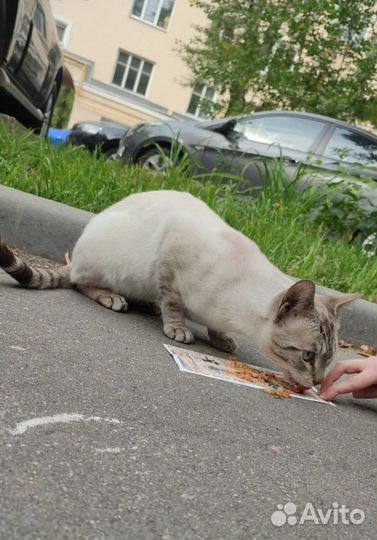 Породистый кот ищет дом, кот в добрые руки