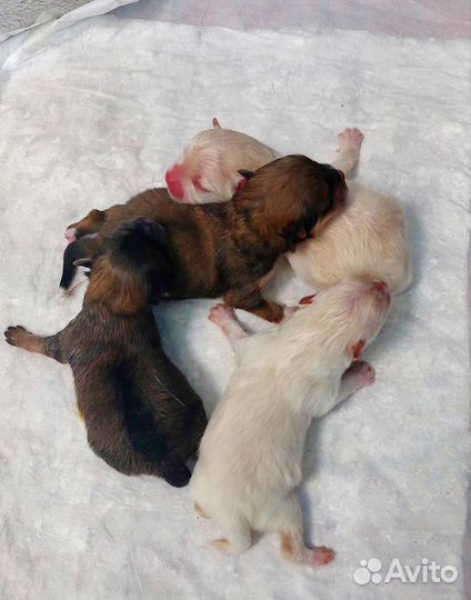 Щенки шпица