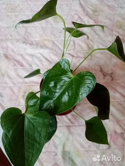 Антуриум,Сенецио