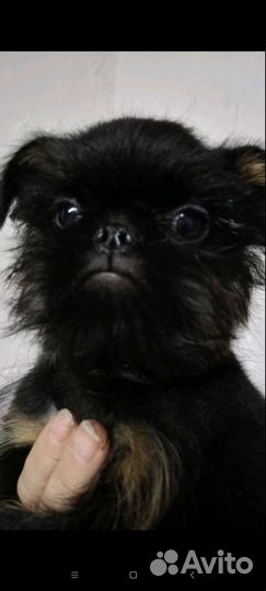 Бельгийский грифон