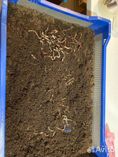 Червь для рыбалки дендробена