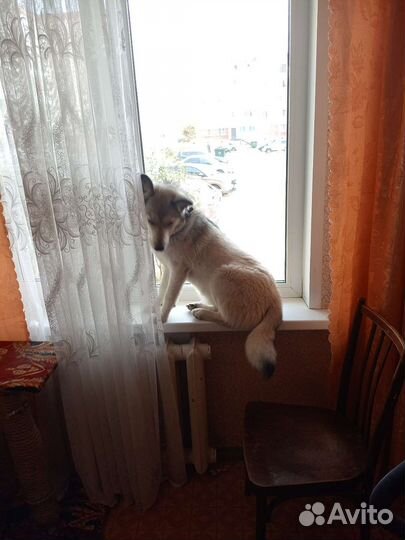 Найдена собака хаска