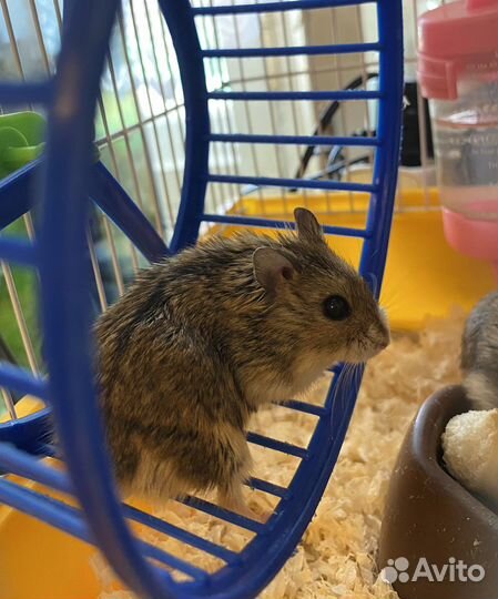 Джунгарский хомяк