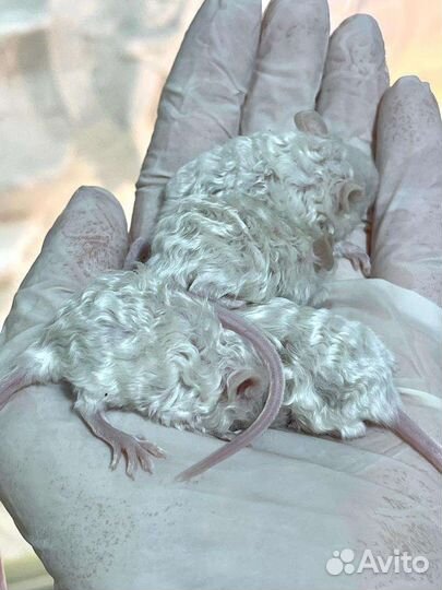 Сатиновые тексельные мышки