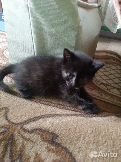 Шотландская кошка в дар