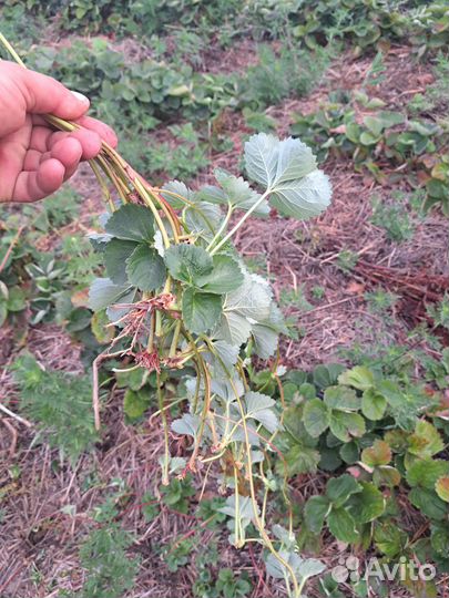 Рассада клубники