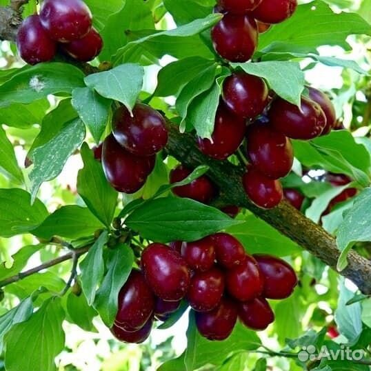 Саженцы Кизила Семён доставка