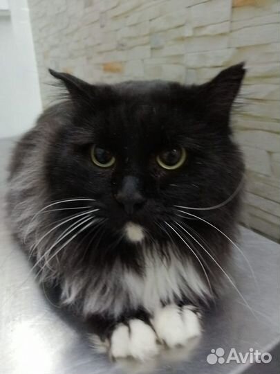 Барни ищет самый лучший дом