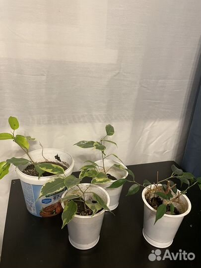 Фикус Бенджамина