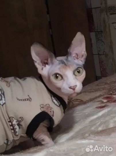 Кошка бесплатно