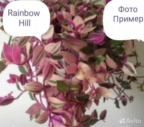 Традесканция, комнатные цветы