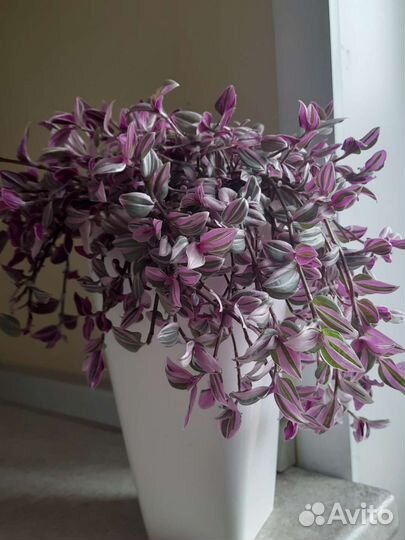 Традесканции сортовые Часть 1