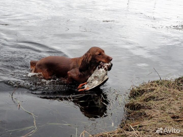Натаска охотничьих собак