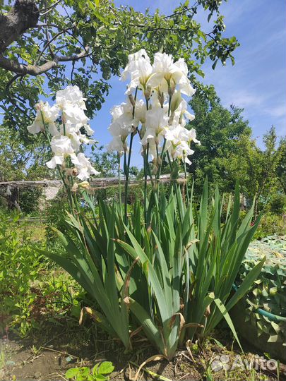 Ирисы бородатые