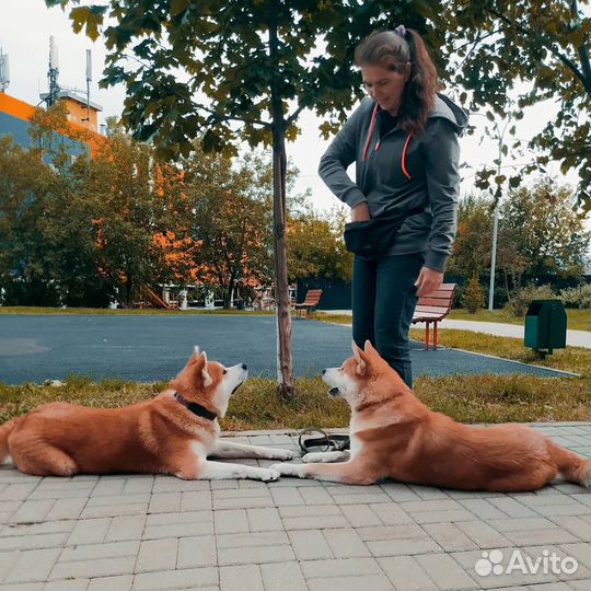 Дрессировка собак. Кинолог. Москва- Тушино