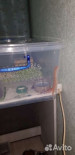 Эублефар самец