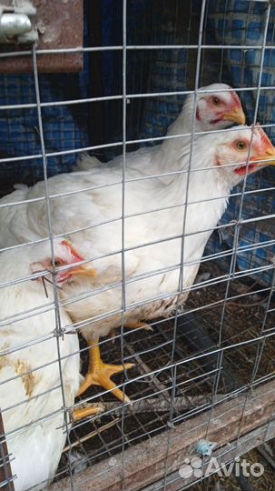 Куры бройлеры живым весом