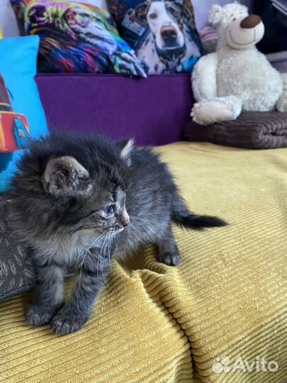Котенок (кошечка) пушистая